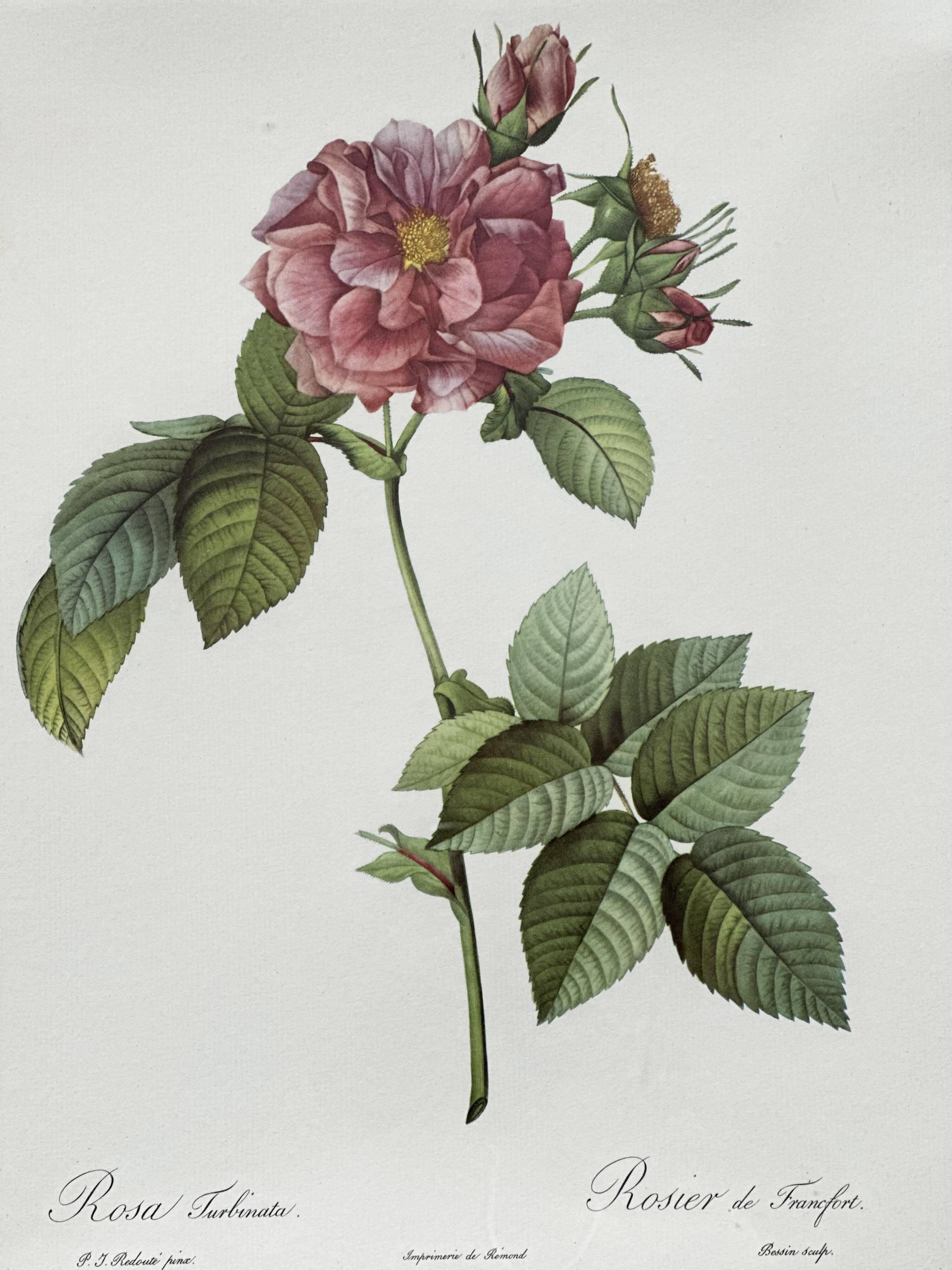 Vintage flower botanical frame