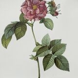 Vintage flower botanical frame