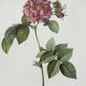 Cadre botanique fleur vintage