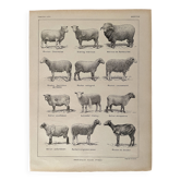 Lithographie sur les moutons - 1920