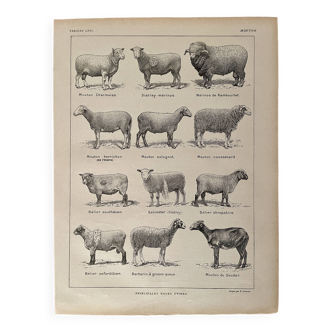 Lithograph of sheep - 1920