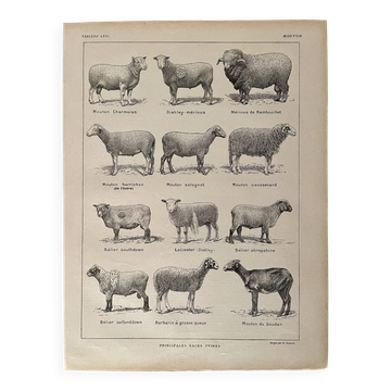 Lithograph of sheep - 1920