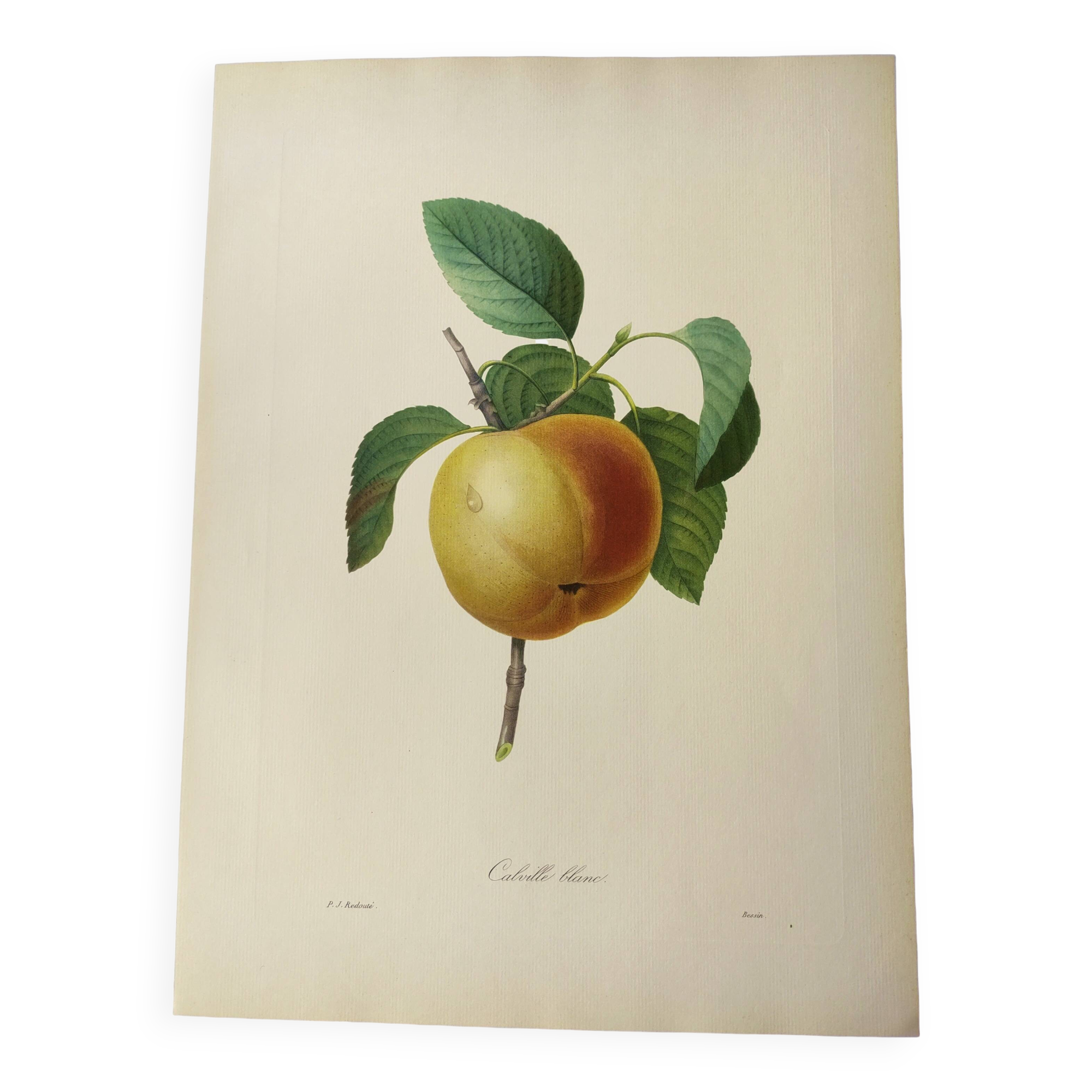 Antique fruit engraving -1955- Calville apple- By PJ Redouté. Vintage