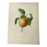 Gravure ancienne de fruits -1955- Pomme Calville- Par P.J Redouté. Vintage