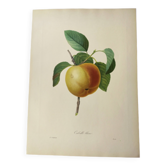 Antique fruit engraving -1955- Calville apple- By PJ Redouté. Vintage