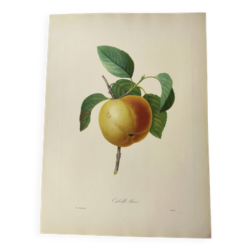 Antique fruit engraving -1955- Calville apple- By PJ Redouté. Vintage