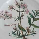 Set of 4 Villeroy and Boch plates, Botanica collection
