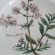 Set of 4 Villeroy and Boch plates, Botanica collection