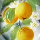 Saint Clément's dabbling plate: the Oranges