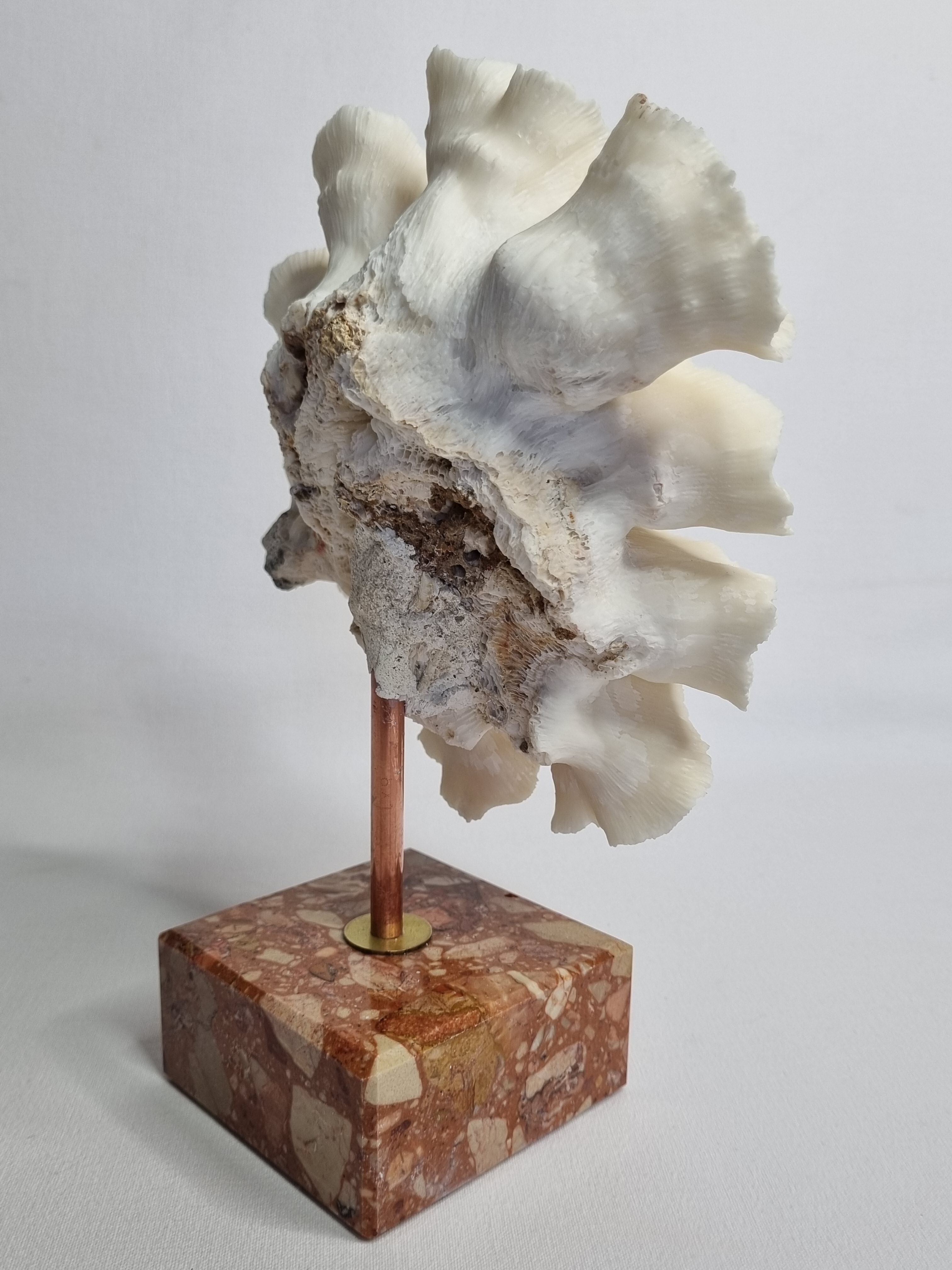 Old white coral "méandrine" on marble base, 25 cm