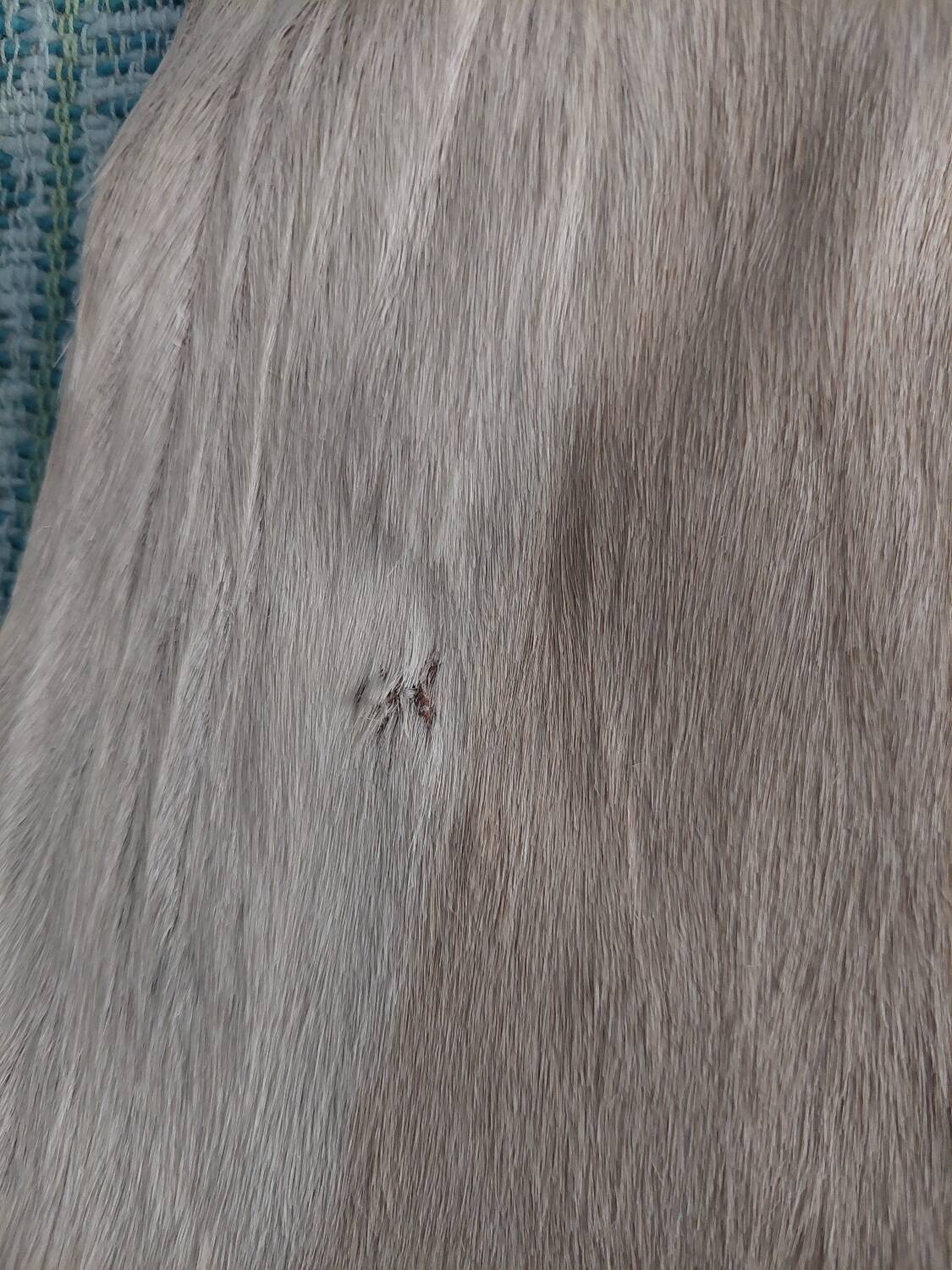 Used natural African animal skin rug (70x100cm)