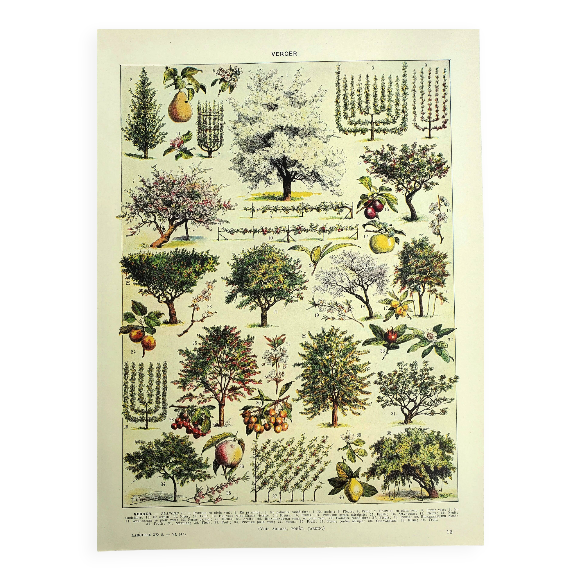 Planche botanique 1928 A. Millot - Verger, arbre fruitier, jardin, récolte