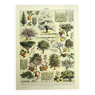 Botanical plate 1928 A. Millot - Orchard, fruit tree, garden, harvest