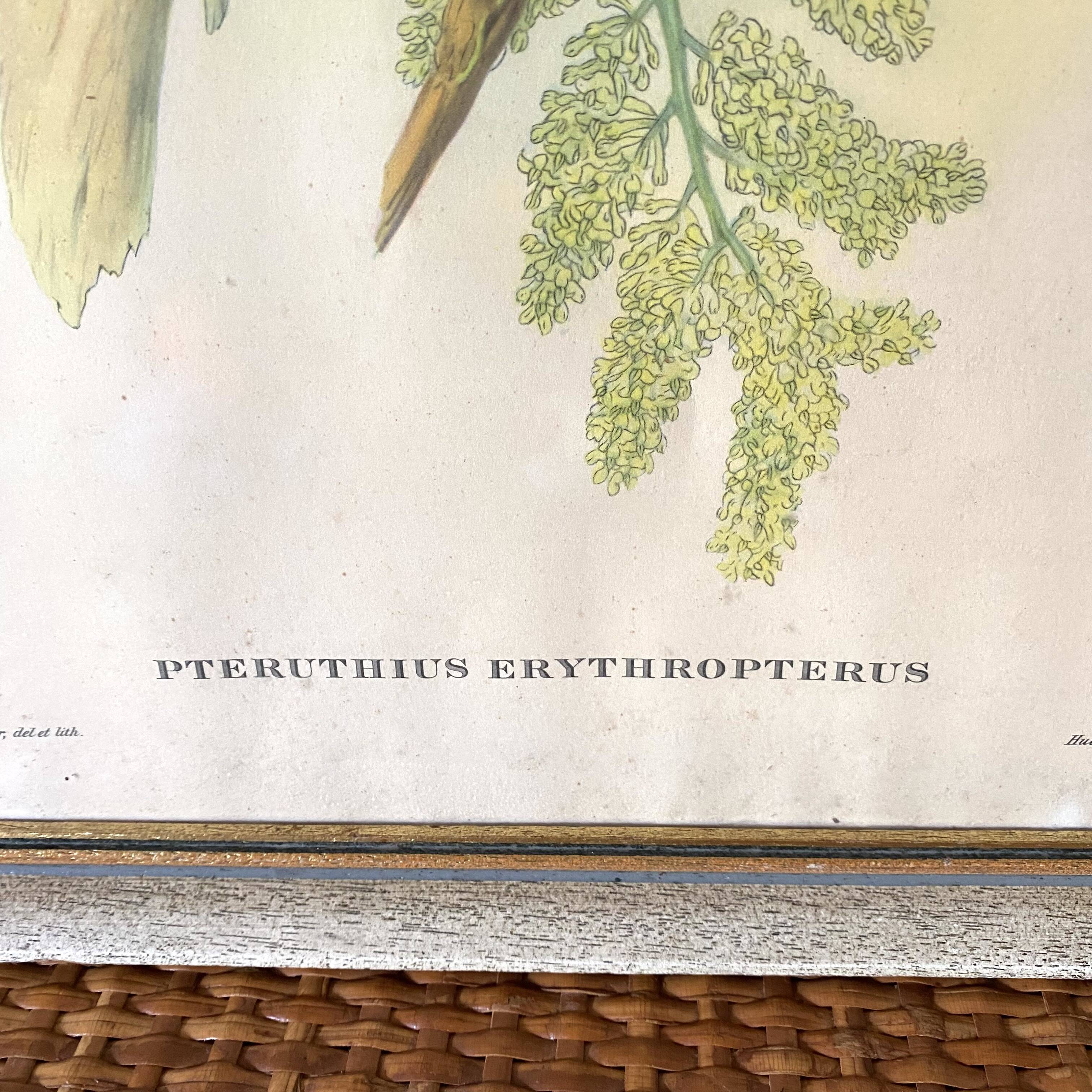 Framed botanical board birds 34X44