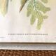 Framed botanical board birds 34X44
