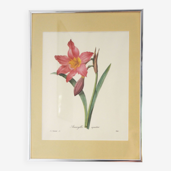 Reproduction encadré pj redouté "amaryllis"