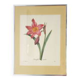 Framed reproduction pj dreaded "amaryllis"
