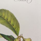 Botanical Tea tree poster