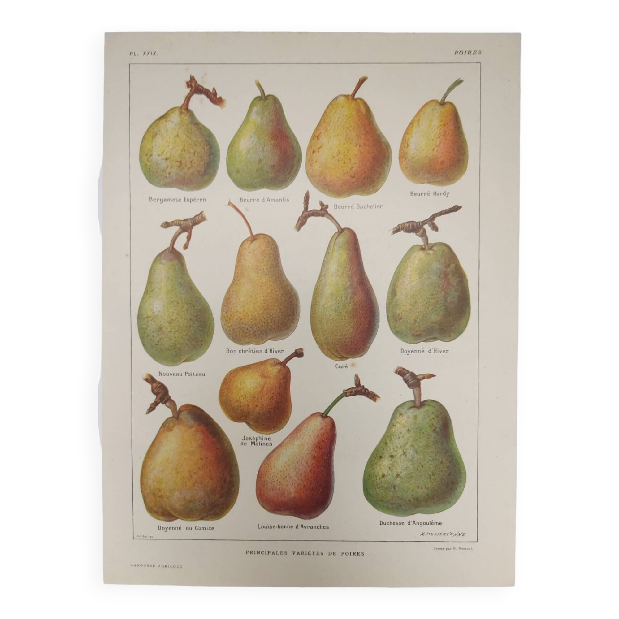 Original engraving from 1922 - Pear - Old orchard board, pear fruit