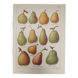 Planche ancienne de Verge - Gravure Originale de 1922 - Poire