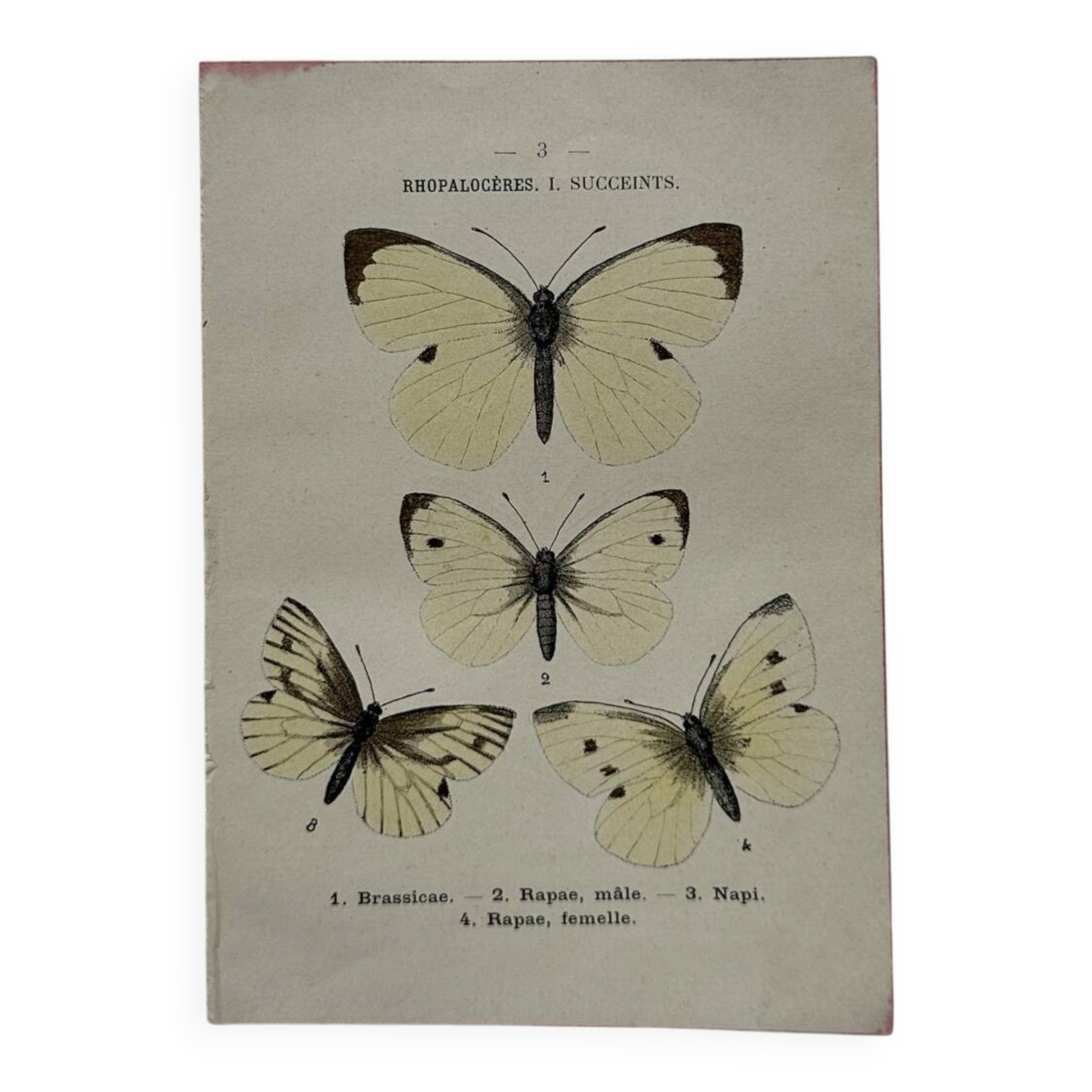 Gravure naturaliste  Papillon 19eme affiche botanique originale 1800