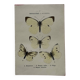Gravure naturaliste  Papillon 19eme affiche botanique originale 1800