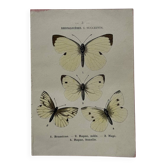 Naturalist engraving Butterfly 19th-century original botanical poster 1800