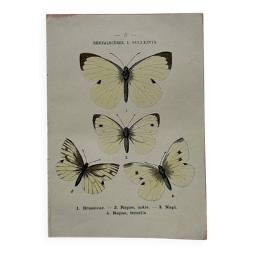 Naturalist engraving Butterfly 19th-century original botanical poster 1800