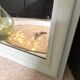 Large antique mirror  77X104cm