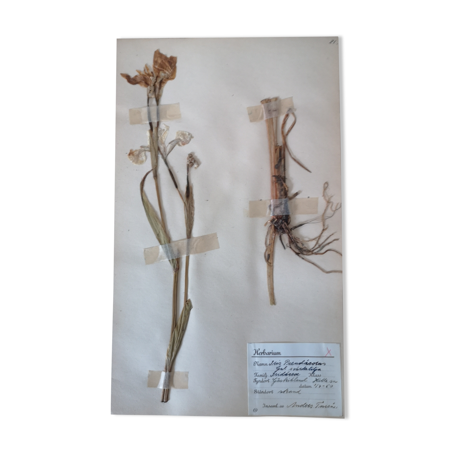 Anders's herbarium - ancient Swedish herbarium board