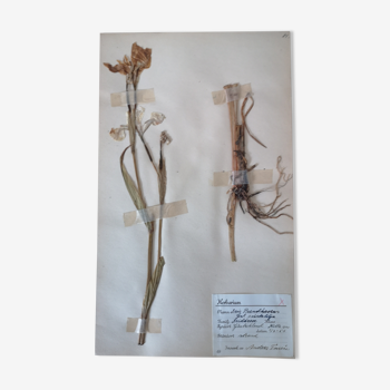 Anders's herbarium - ancient Swedish herbarium board