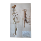 Anders's herbarium - ancient Swedish herbarium board