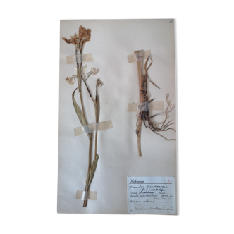Anders's herbarium - ancient Swedish herbarium board