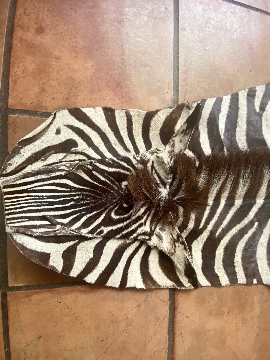 Real zebra skin