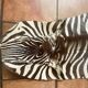 Real zebra skin