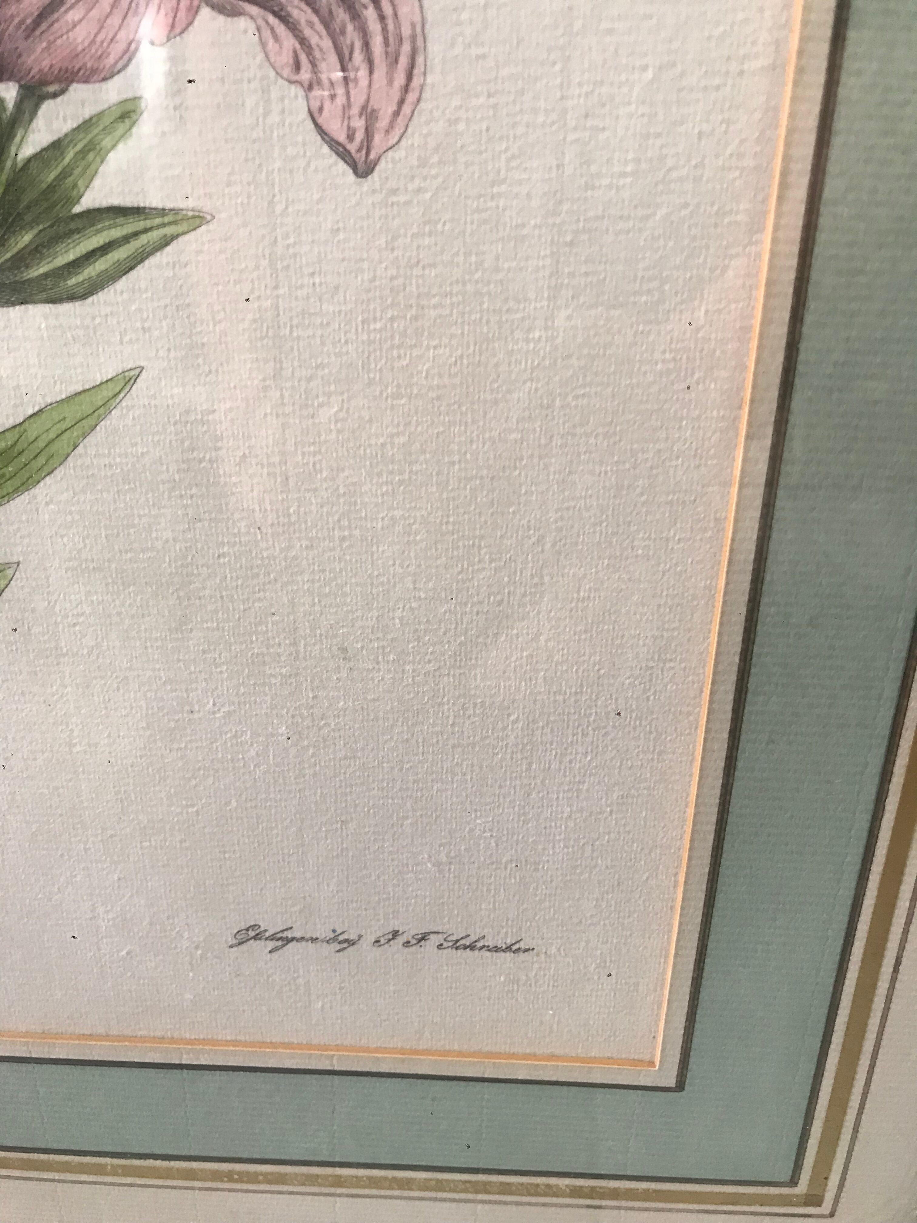 Botanical illustration