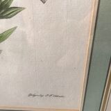 Botanical illustration