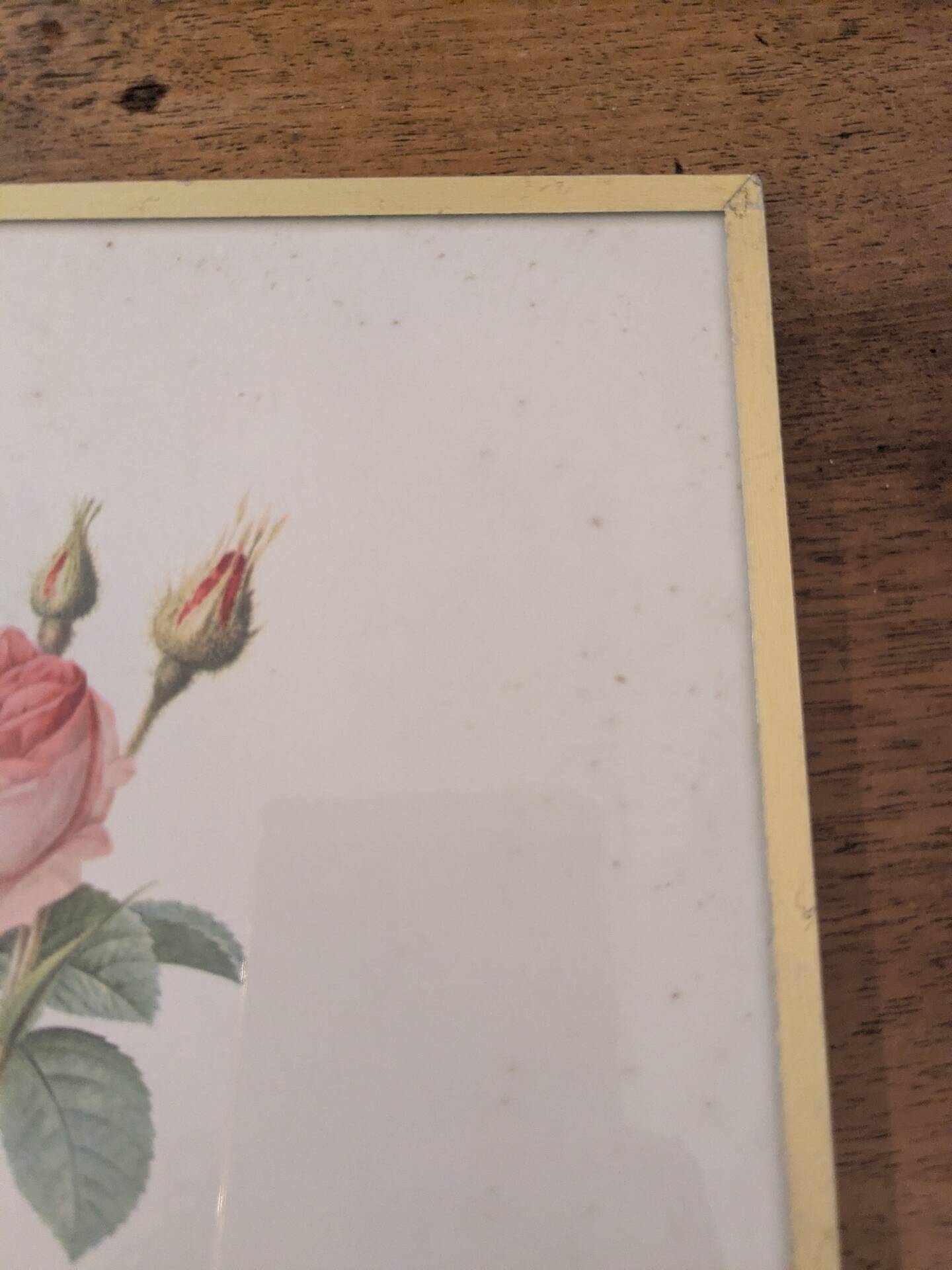 Framed lithograph of roses by P.J. Redouté