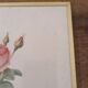 Framed lithograph of roses by P.J. Redouté