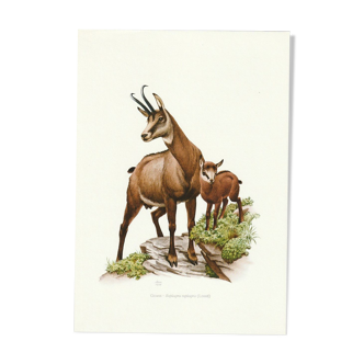 Vintage school print of a chamois