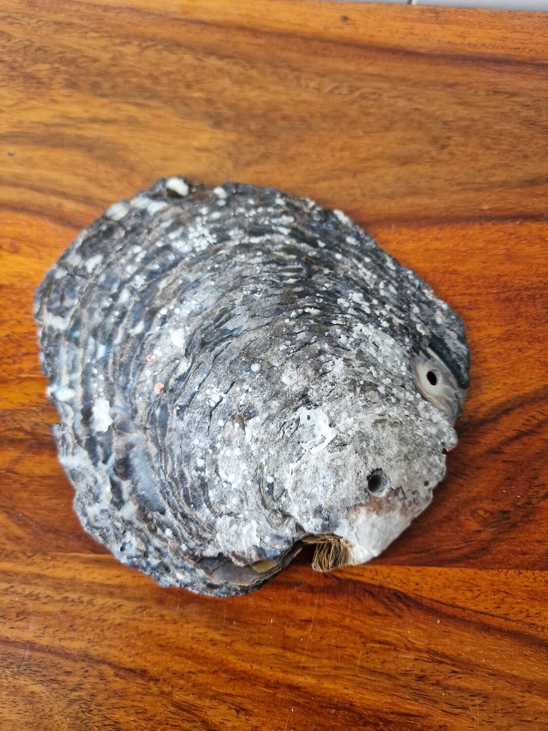 Vintage pearl oyster shell