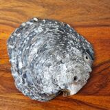 Vintage pearl oyster shell