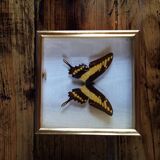 Butterfly frame