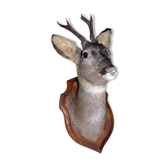 Deer head as a trophy; in perfect condition.