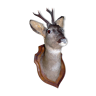 Deer head as a trophy; in perfect condition.