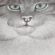 70's wild cat protection poster