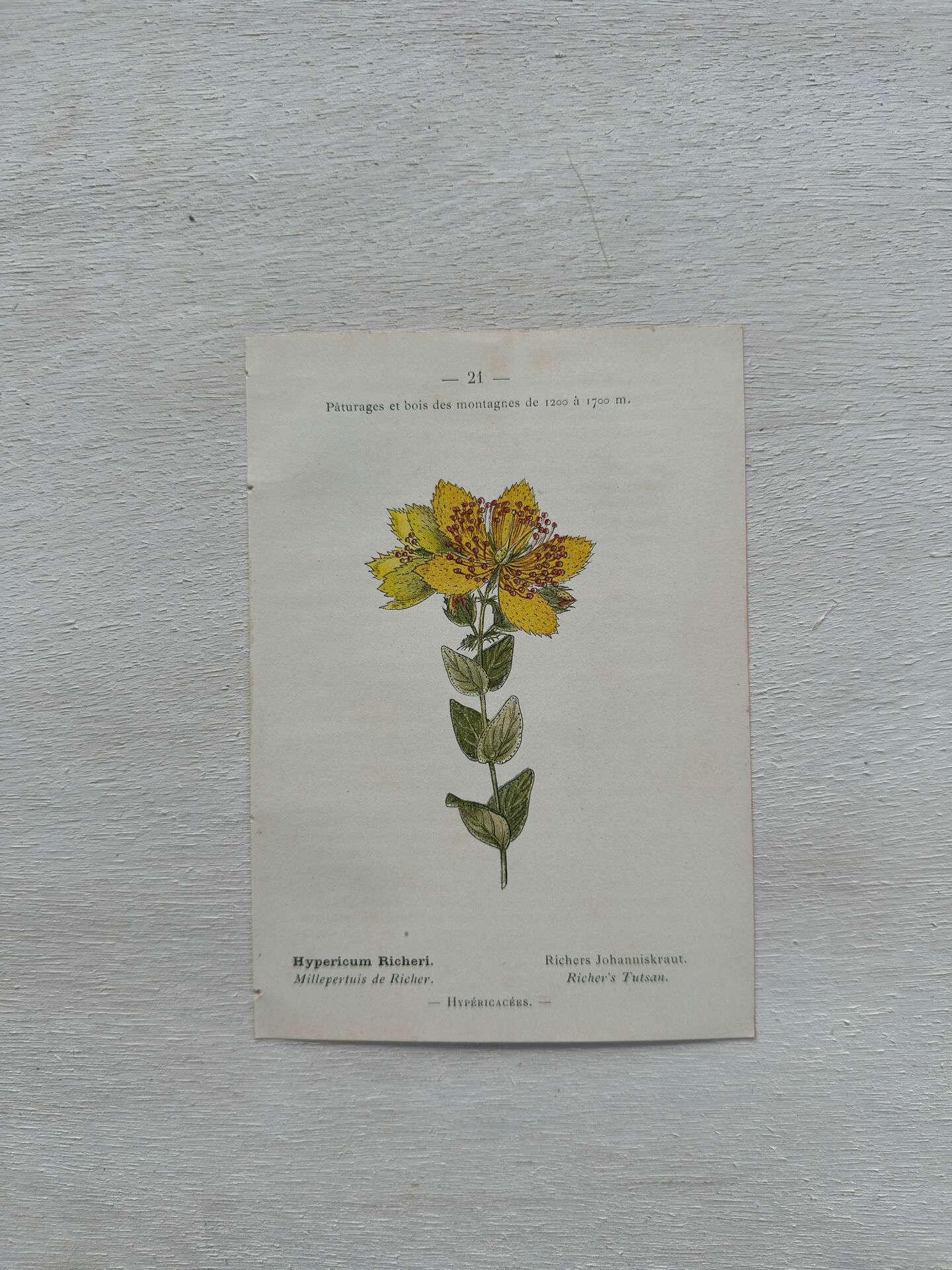 Botanical Plate 1800 Old naturalist engraving 19th century double-sided
