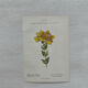 Botanical Plate 1800 Old naturalist engraving 19th century double-sided