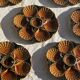 Set of 12 oyster or shell plates in glazed brown ceramic D