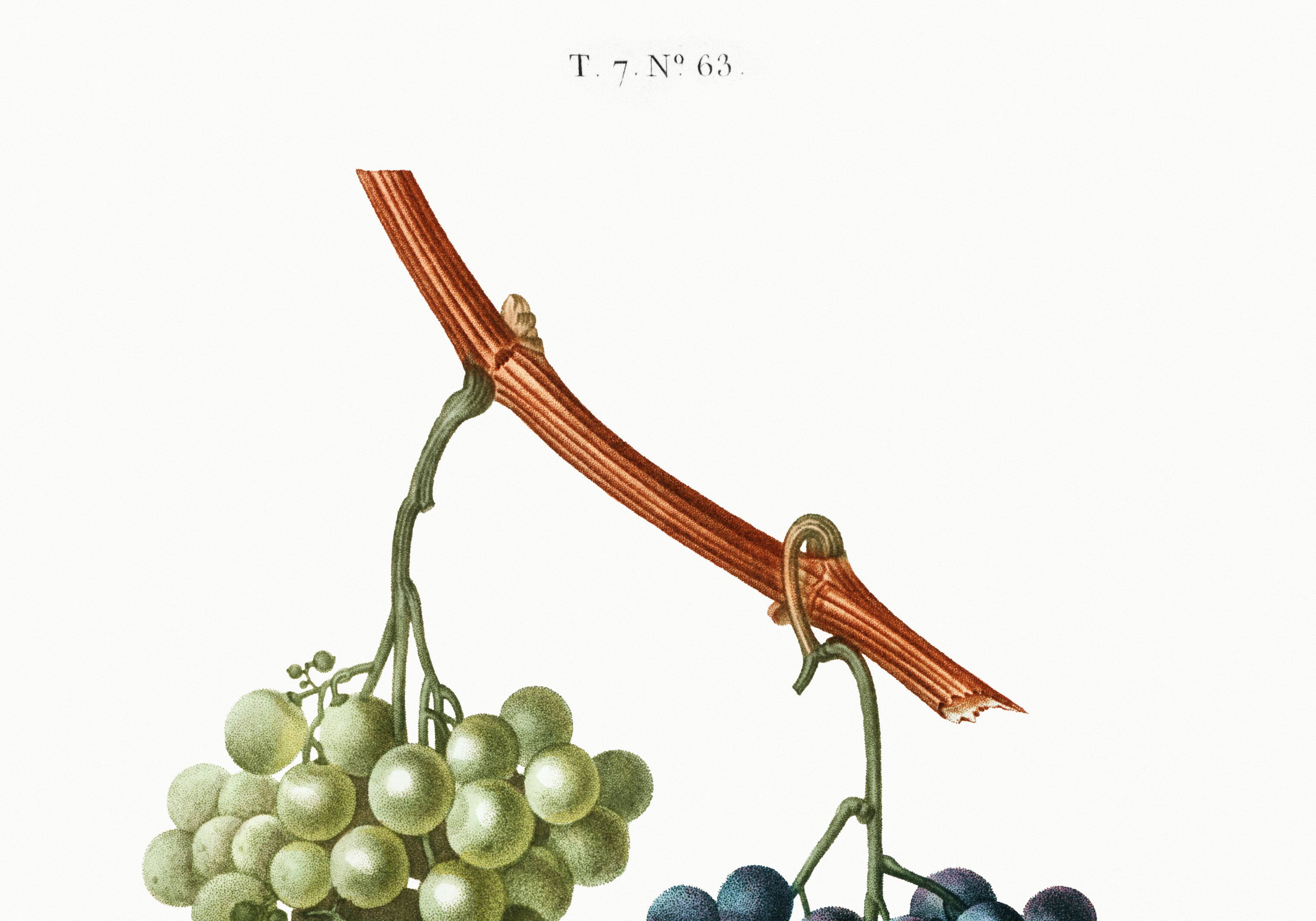 Vintage poster on the vine, based on an engraving from 1802.